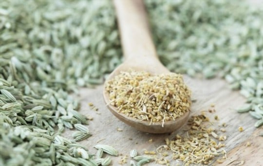 Enhance Recipes 5 BEST Substitutes For Fennel Pollen