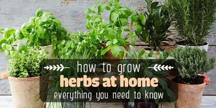 growing-herbs