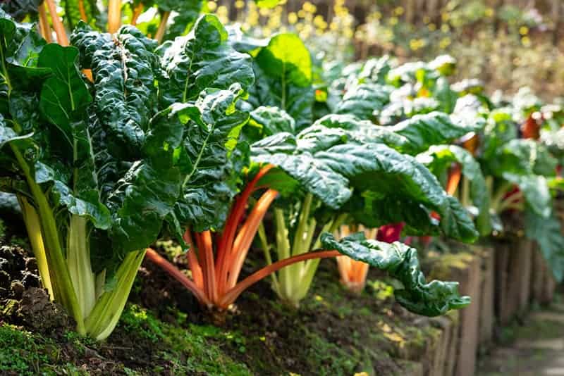 how-to-cook-swiss-chard