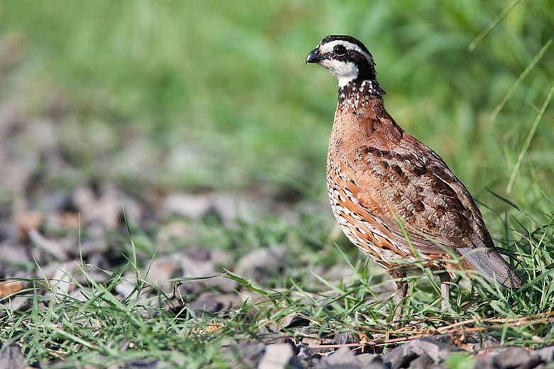 what is quail