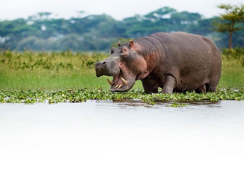 what is hippopotamus