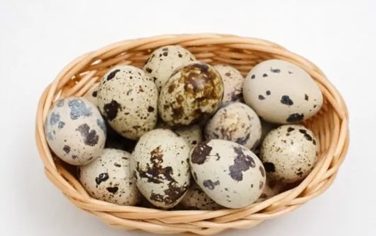 are quail eggs better than chicken