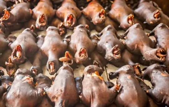 dangers of eating bat meat