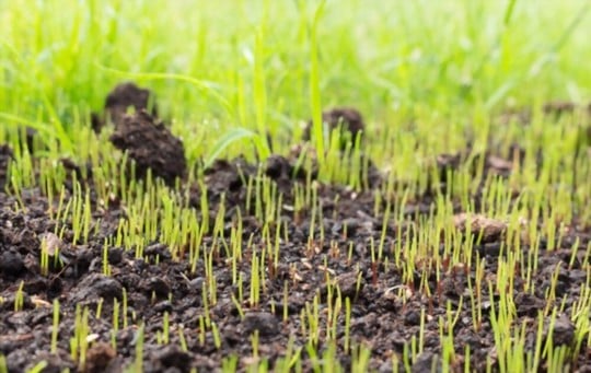 factors that affect the longevity of grasses