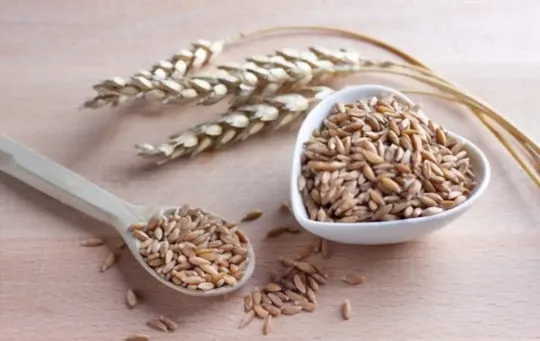 health and nutritional benefits of farro