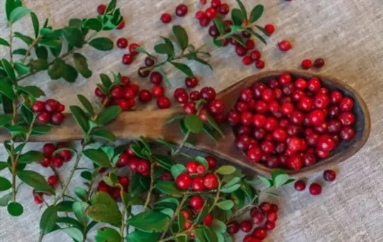 health and nutritional benefits of lingonberries