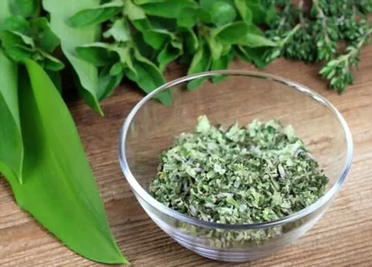 health and nutritional benefits of oregano