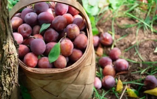 health and nutritional benefits of plums