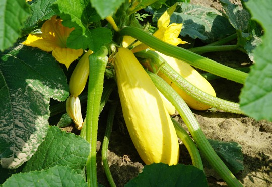 how long does yellow squash last