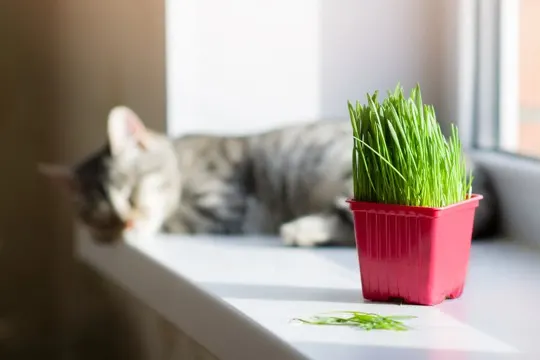 how to tell if cat grass is bad