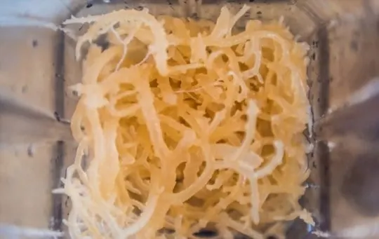 how to use irish sea moss in recipes