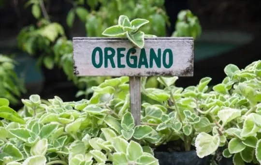 how to use oregano leaves