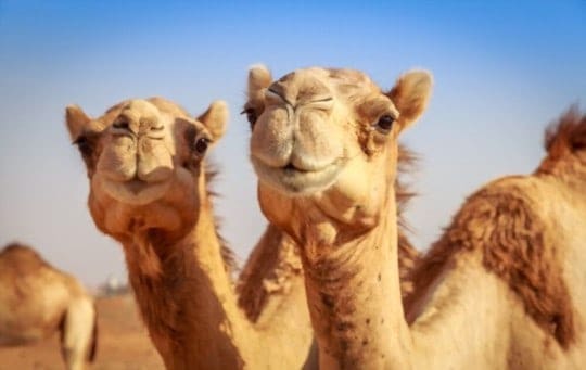 what does camel taste like