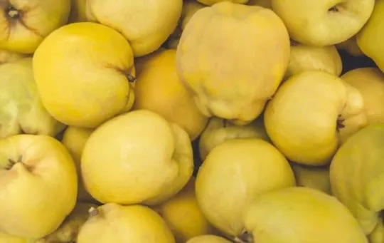 what does quince taste like