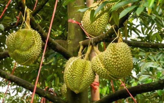 what is durian fruit