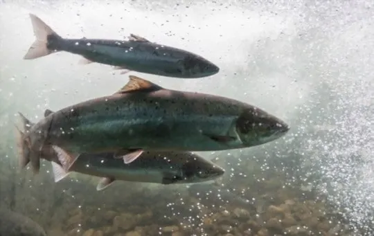 difference between atlantic and pacific salmon