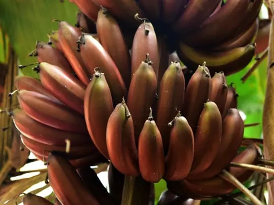 how can you tell if red banana is ripe