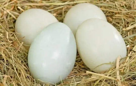how long do duck eggs last