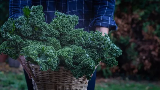 how to choose kale