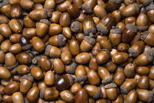 how to leach acorns