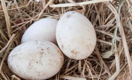 how to store duck eggs