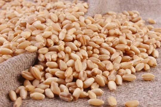 how to tell if wheat berries are bad