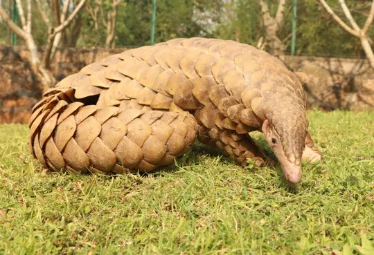 is pangolin good to eat