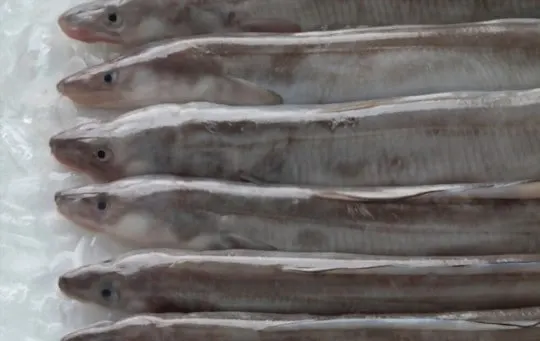 nutritional benefits of eels