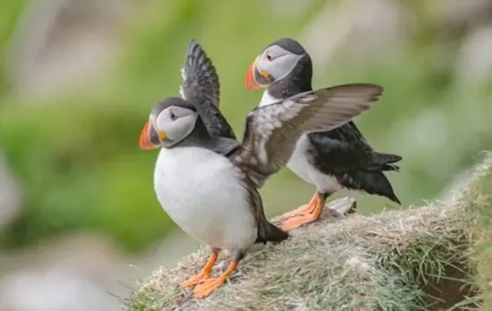 nutritional benefits of puffin