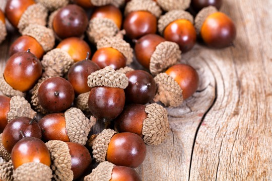 what do acorns taste like