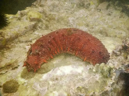 what does sea cucumber eat