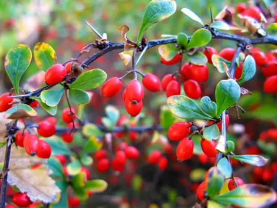 where to buy barberries