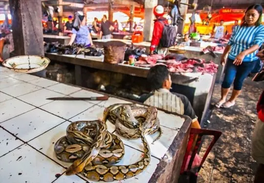 where to buy snake meat
