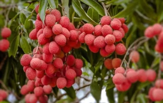 where to find fresh lychees
