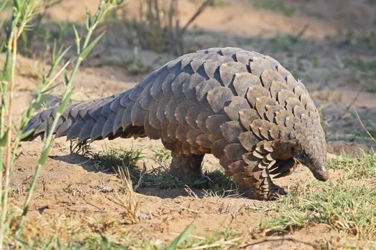 why are pangolins endangered