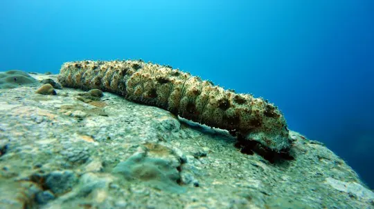 why sea cucumbers are dangerous