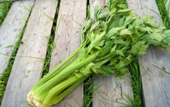 how to thaw frozen celery leaves
