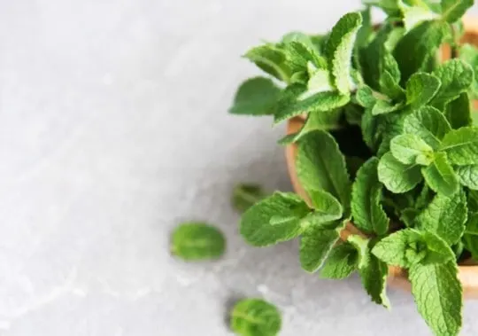 how to use thawed mint in recipes