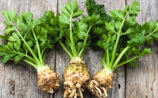 best substitutes for celery root