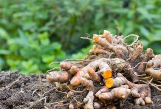 can you freeze turmeric roots
