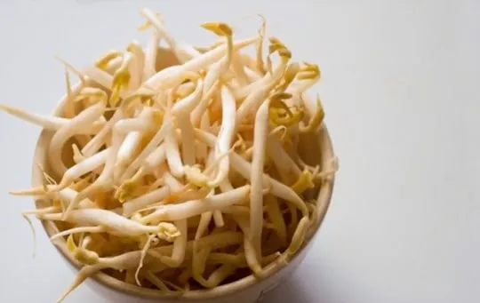 soybean sprouts