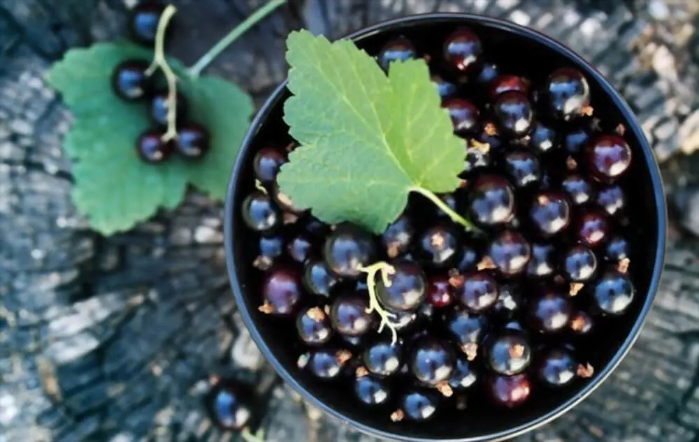 how to cook use black currant