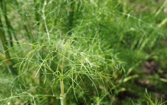 fennel fronds