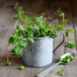pea shoots substitutes